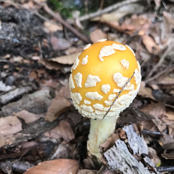 Meet your Posher, Lorraine - Picture 1 of 1